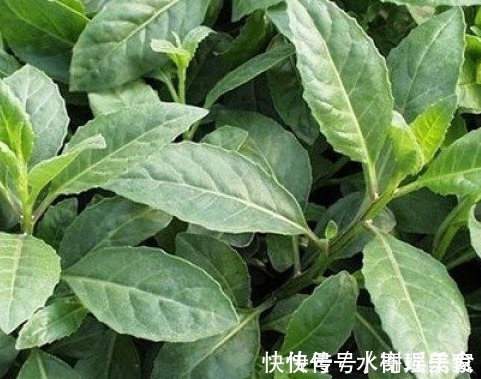 糖尿病患者|被称为“救命草”的野草，对糖尿病、高血压有奇效