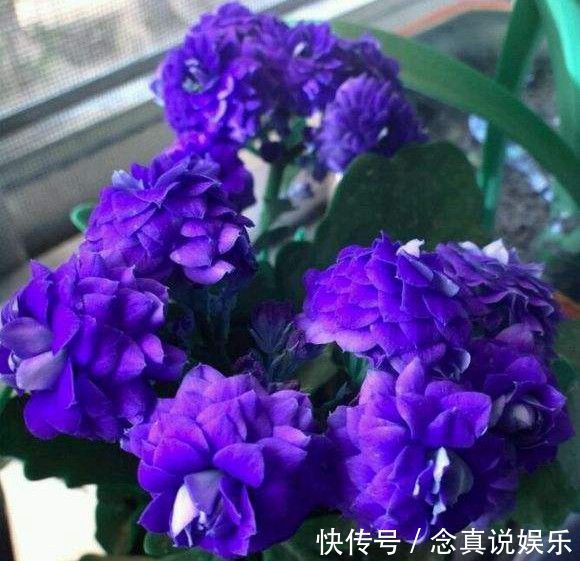 花色|丹麦盆栽花卉之冠圣诞伽蓝菜长寿花色丰富,理想的室内花卉