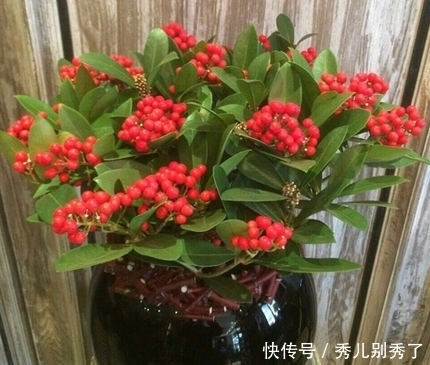 家里养了盆特别好看的花果子,还说能治病,切不知它是有毒的!