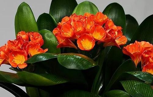 君子兰怎么养开花多,关注这些,年年开花红艳艳