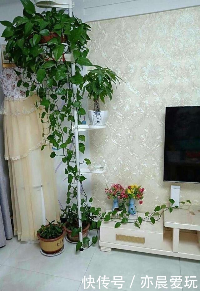 枝叶茂盛|绿萝过冬“三要点”,顺利过冬,枝叶茂盛,越长越旺