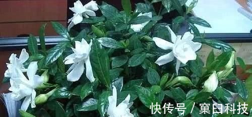 淘米水浇花,用不好的还会伤花,教你一招变成“神仙水”,养啥都旺