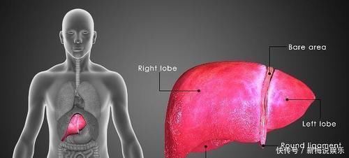 肝不好的人,不论男女记住4招,保肝养肝,可以
