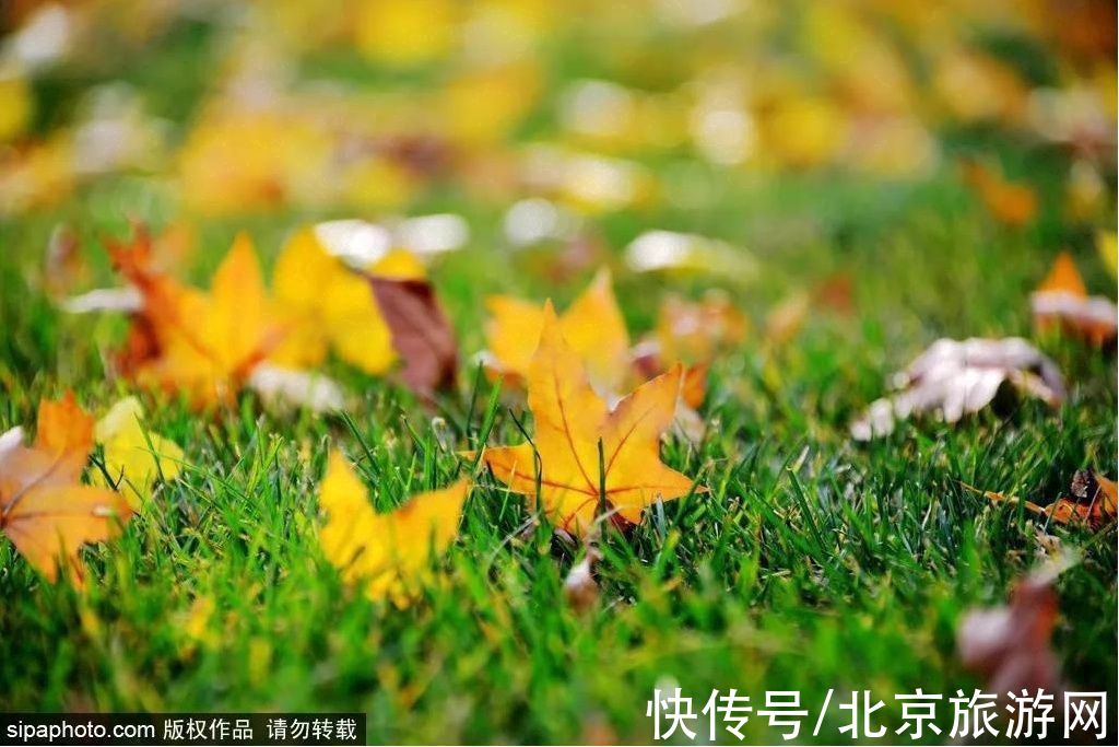 地址|京城绝美芦苇荡！芦花与暖阳、飞鸟与碧波，这才是秋天的模样~