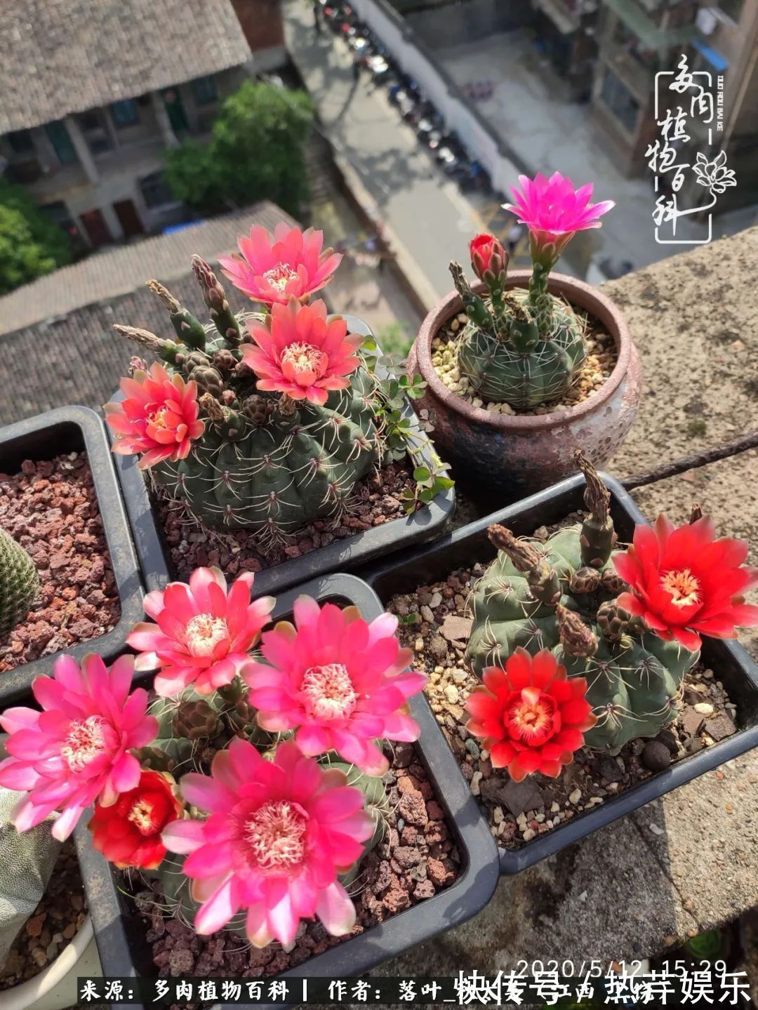 红太阳|养多肉秋天景天坑，夏天球球坑，人生百味都想尝！