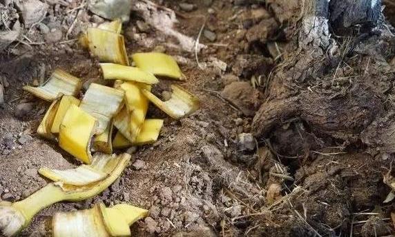 养殖花草小妙招用香蕉皮盆栽植物,分分钟搞定肥水、清洁问题