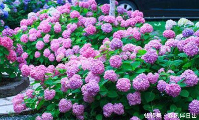 4种花超漂亮,个个美出状态,迷人的花朵,开满整个花盆