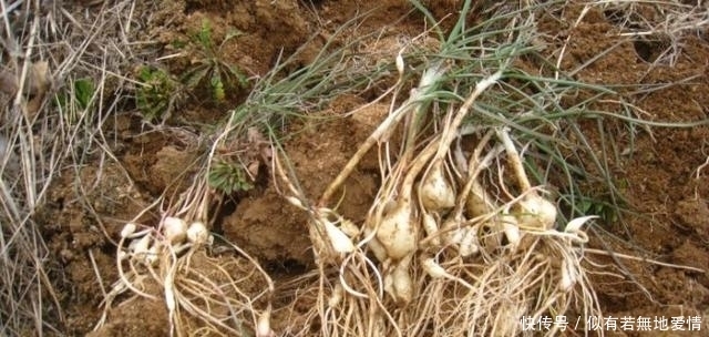 一種野菜治一種病,野菜不僅好吃,還有消炎,降血壓,清熱的功效