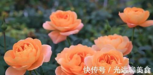 月季|花期超长的5种月季，单朵能开一个月，阳台养一盆，长期有花赏