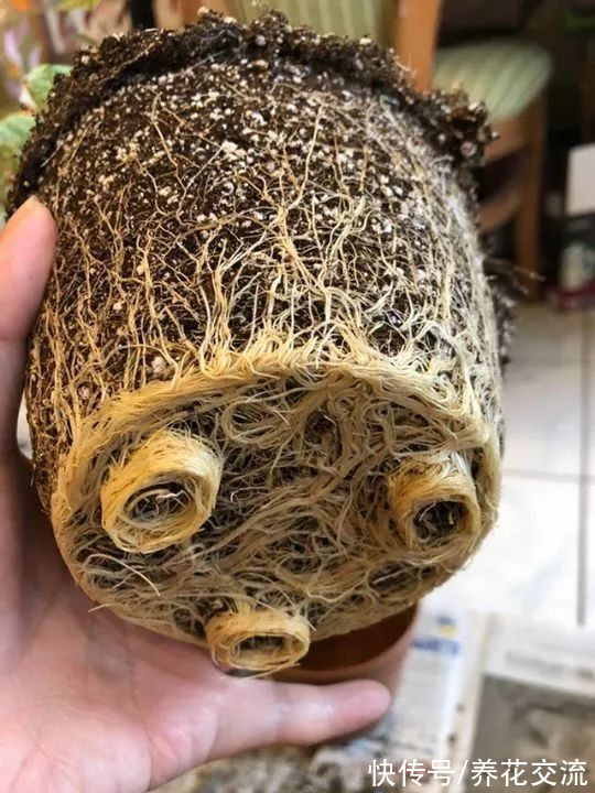室内盆土结块怎么办?除了换土,还有这些办法可解决