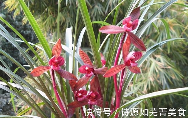 这款兰花香气醇正，花姿典雅大气，喜欢闻花香的花友值得入手！