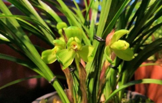 春兰花花蕾分化期到了,做好保养,明年不用担心开花