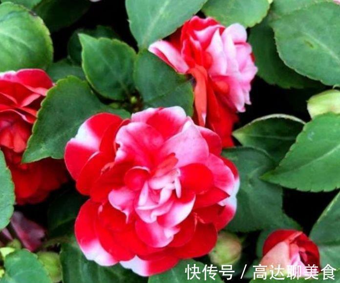 养花就养个花期长的,花大色艳,人见人爱,养100盆也不多!