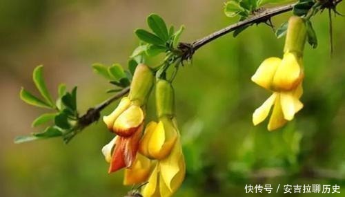 被当废柴的金雀花,埋在土里,开花如鸟雀