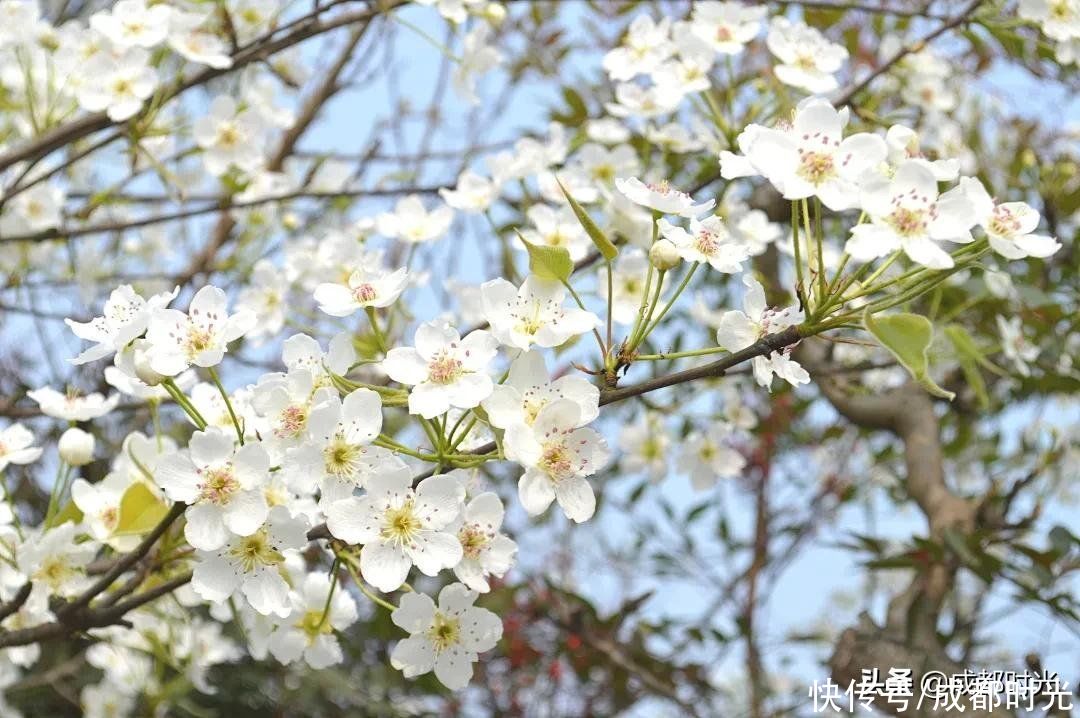 老年|离成都最近的梨花园盛开了 赏花休闲不错过