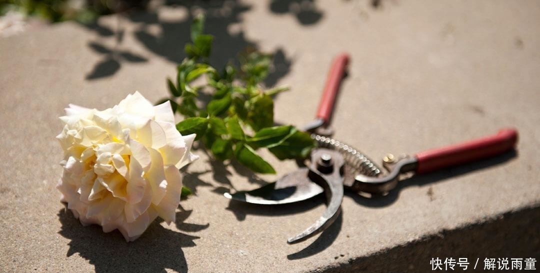 如何让月季变得更加粗壮?月季壮苗大法,让月季苗壮、花多、枝粗