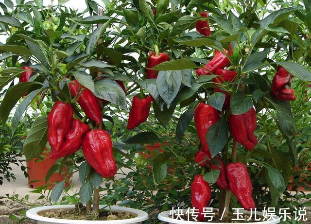 阳台种菜，种3种速生菜，30天就采摘，叶子肥嫩，硕果累累