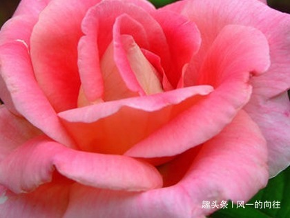 家养月季总是难开花学会这三个小技巧,轻松花开爆满盆