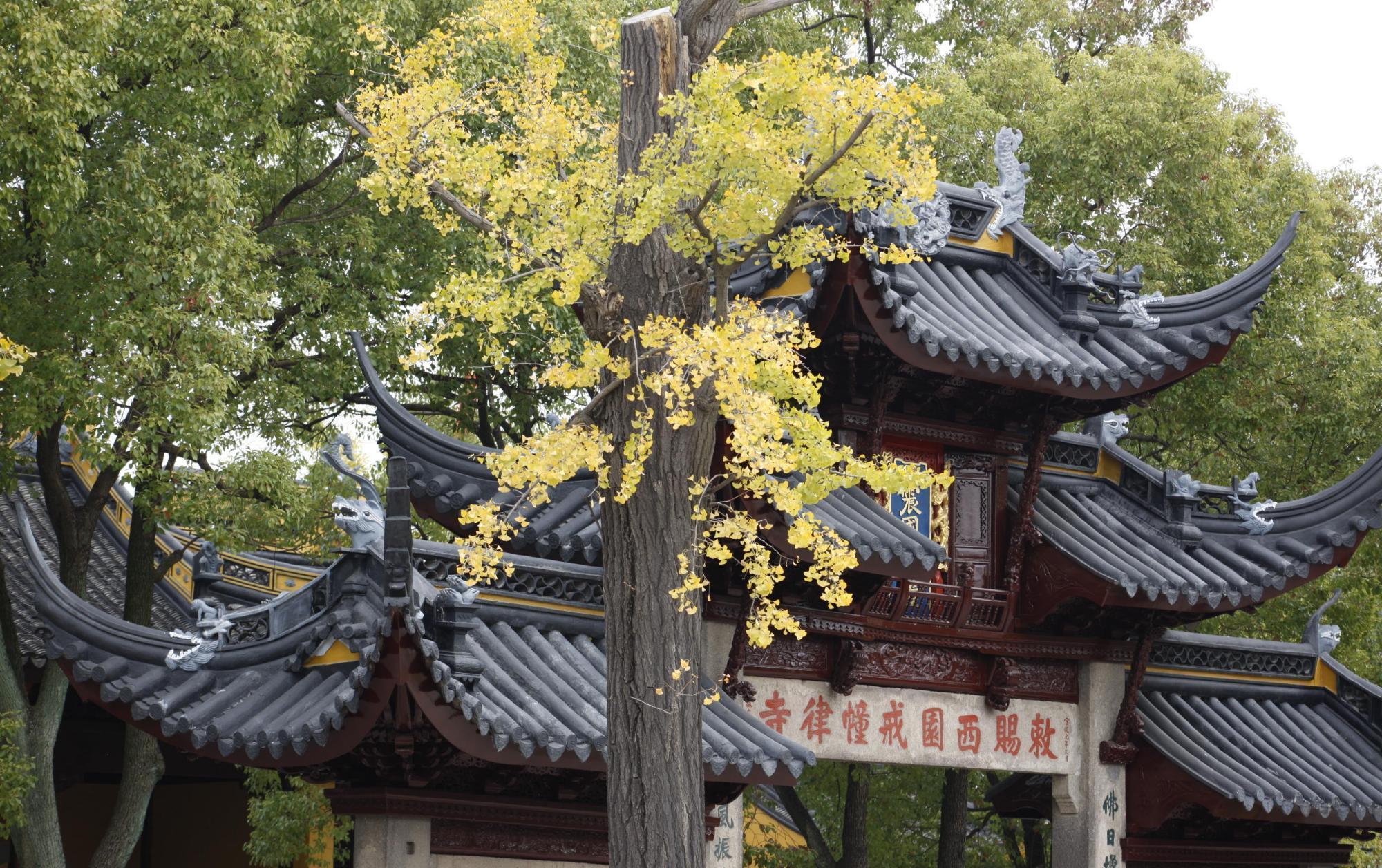 姑苏区|苏州有处景区走红，距今已有700多年历史，就位于姑苏区