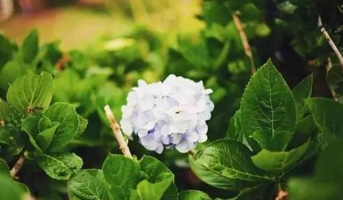 花卉|鸡蛋壳养花,用好了才是花肥,用不好,养一盆死一盆!