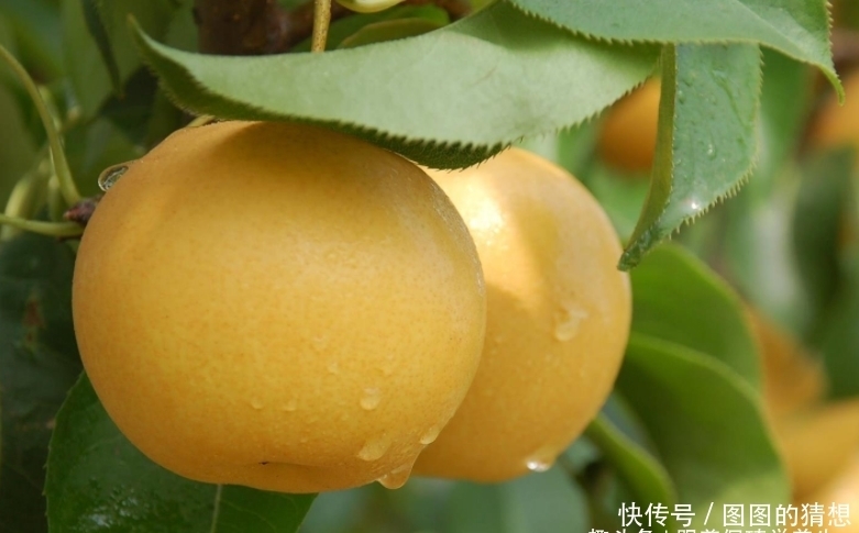 每天坚持食用一个此水果,肠胃好了,肝脏好了