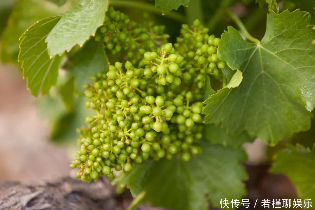 酵素|9种被吹上天的食物,其实并没有什么用,快看看被忽悠了吗?