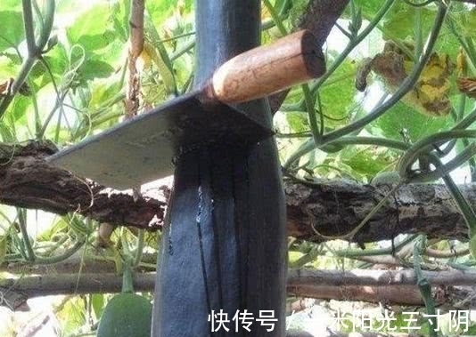 大爷|农村大爷种了一种奇葩的瓜，想吃就砍一块，却越砍长的越旺盛