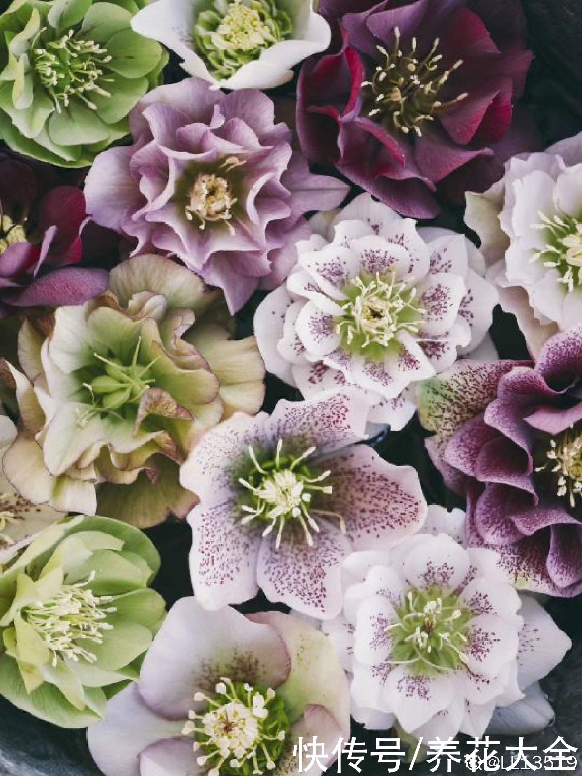 黑王子|不想养绿植，种了这4种“黑植”，养得起劲却差点被扔掉