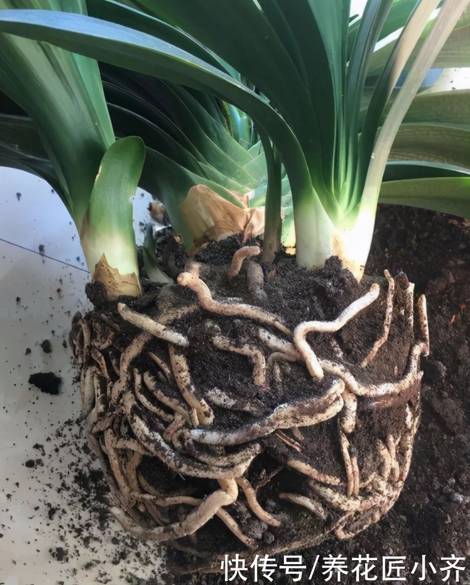 家庭养花分4类，根据各自“特性”，掌握配土技巧，才能不烂根