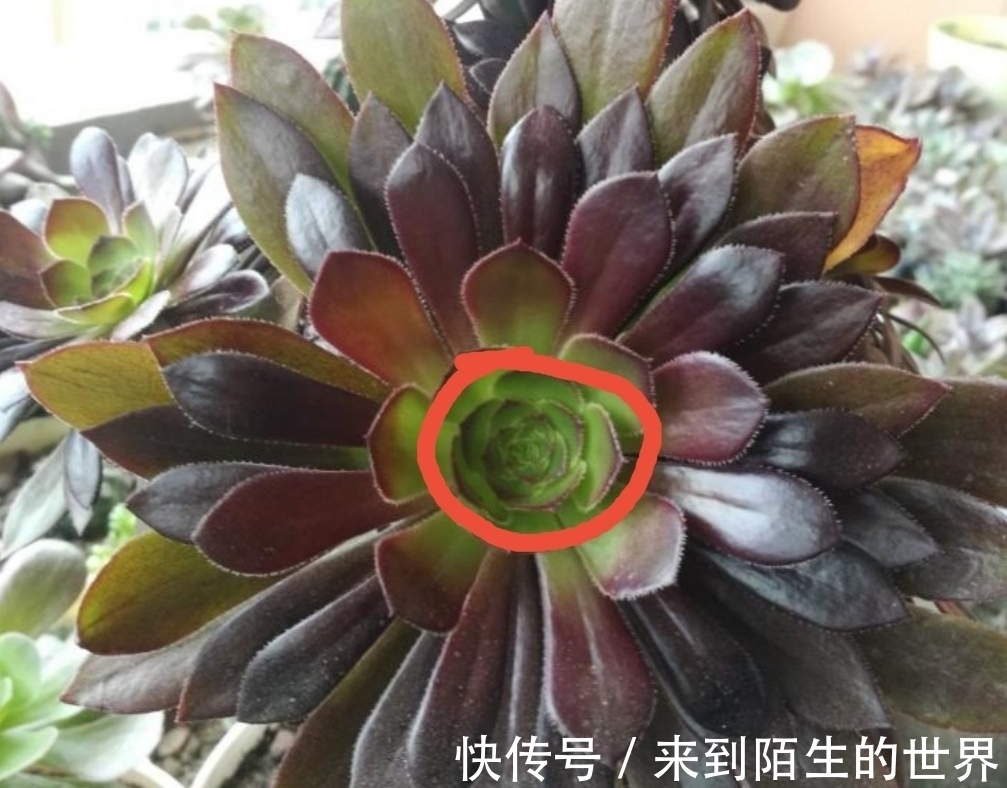 养多肉黑法师，单头变成多头，只需简单一刀，就能长出多个花头