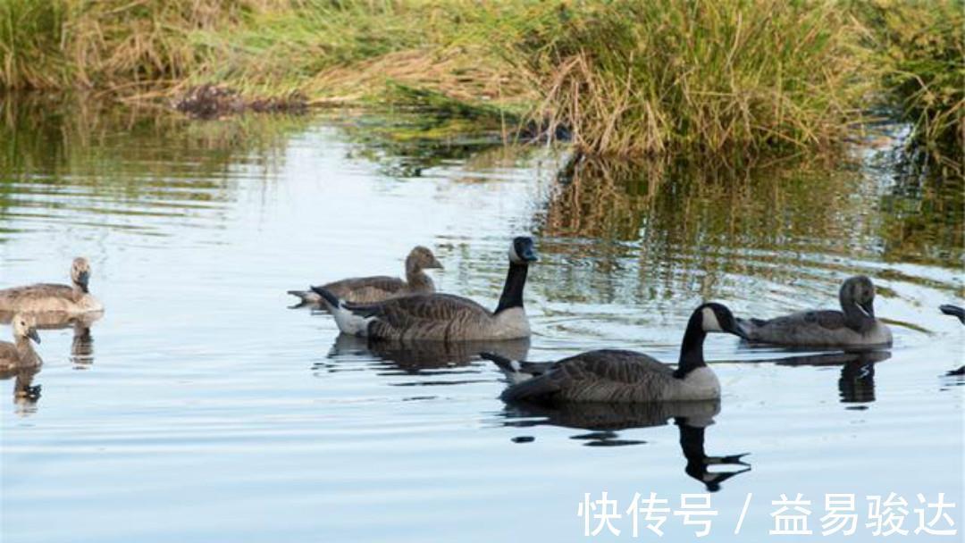 摸鱼儿.雁丘词@元好问一首高水平之作，每一句都另有所指，读来令人拍案叫绝