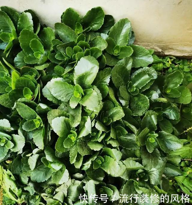 长寿花“装菜”不打花苞?注意这“三点”,花苞呼呼冒花儿满枝头