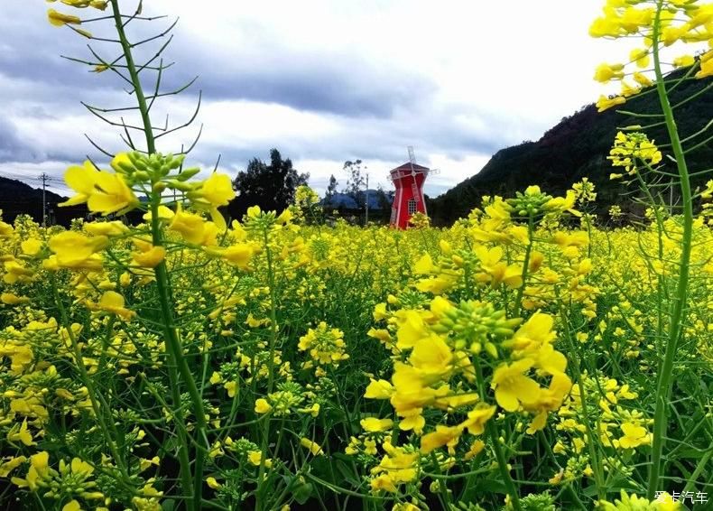 油菜花把春天写成了诗