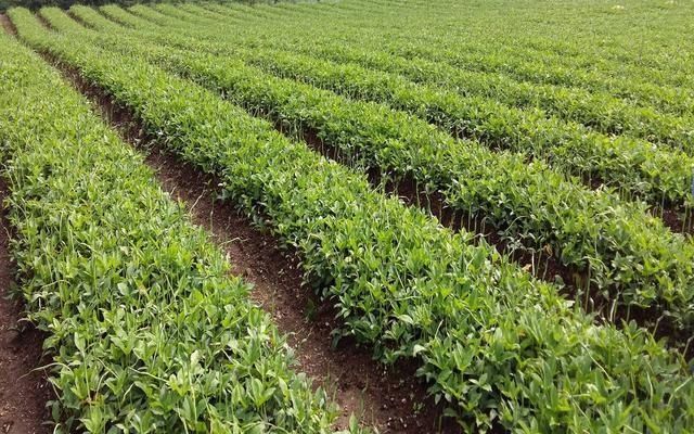 卖到|这野草玉米地里成片长,一斤能卖到70元,村里老人管它叫“羊眼”