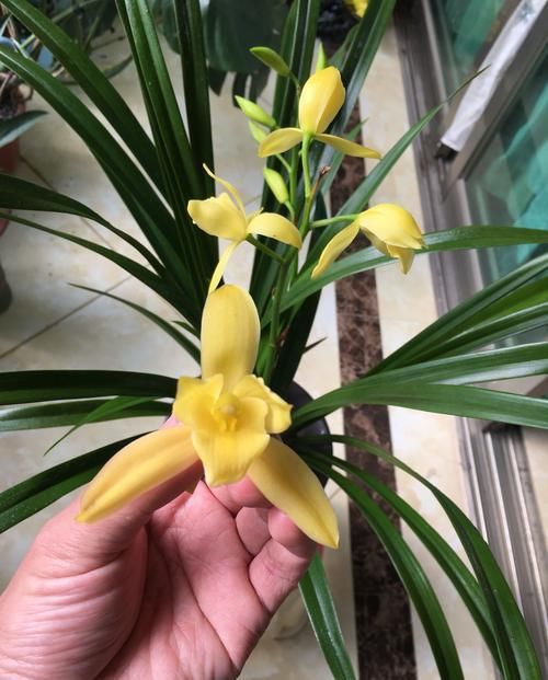  新手|建兰名品“黄金小神童”，花色耀眼，香味扑鼻，新手兰友也能养好