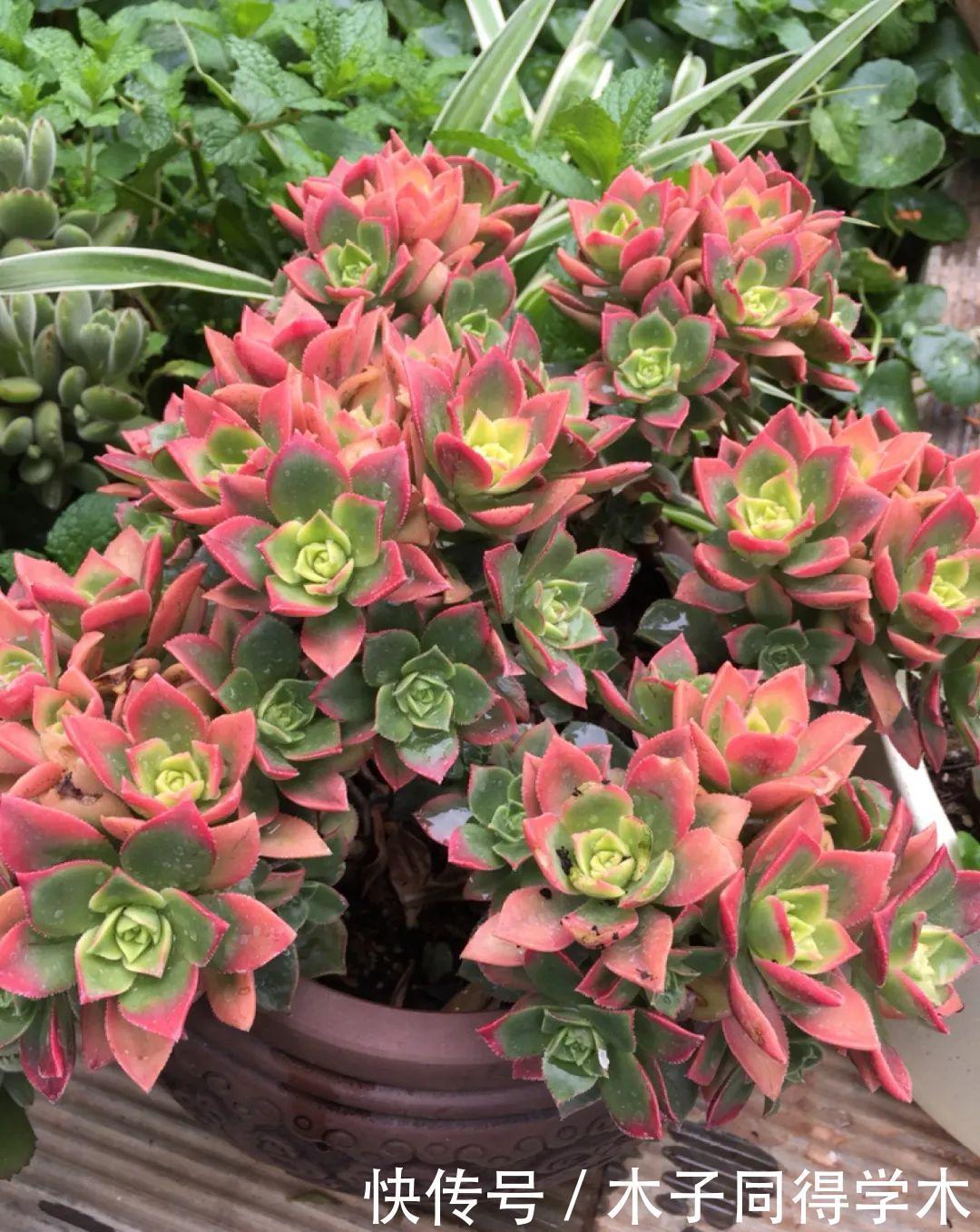 刚开始养多肉很嫌弃,后来越养越爱,打脸实录