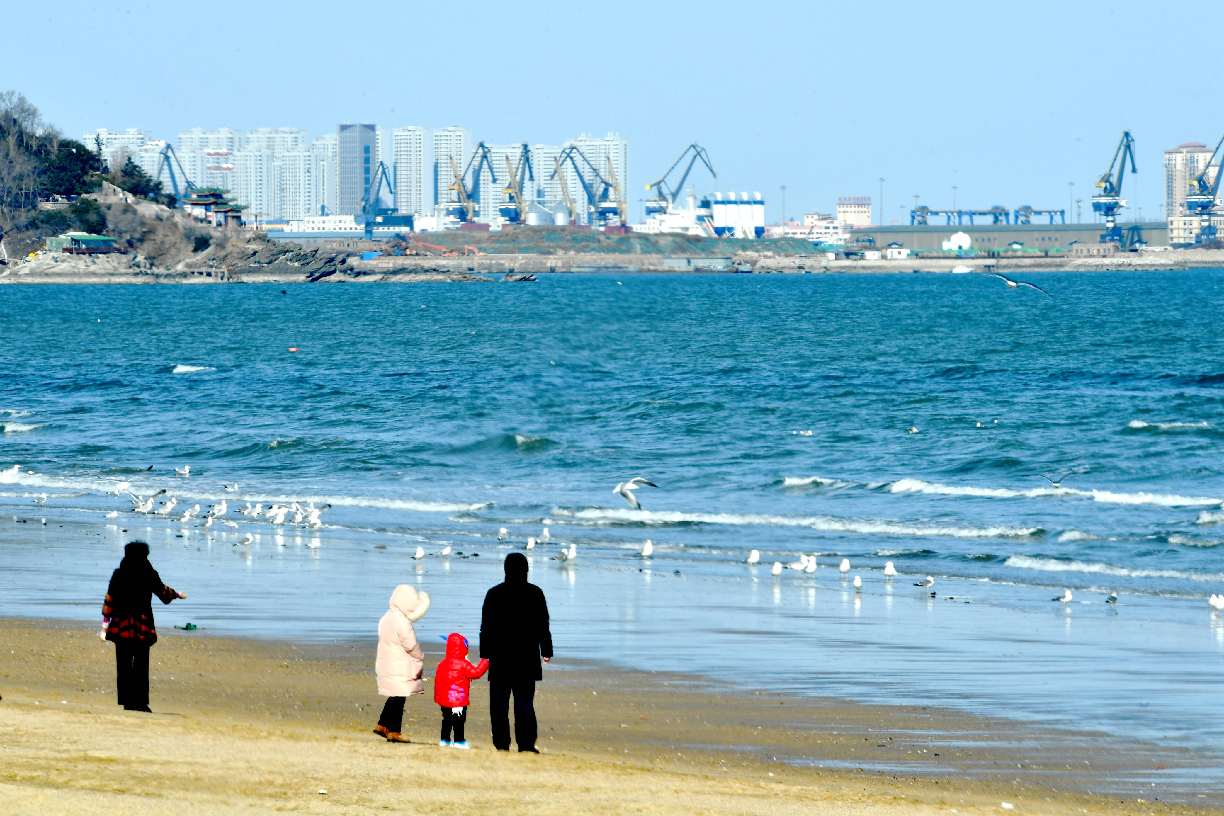 海水浴场|烟台第一海水浴场海鸥嬉戏