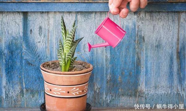 警告:新手养花人常踩中的“雷区”,该早知道