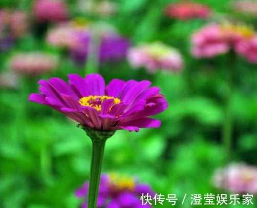 盆栽|百日菊怎么养更艳丽教你3个小妙招,养出绚丽多彩的百日菊