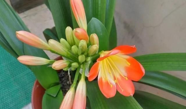 百花姐姐|气温超过35℃,君子兰有“4怕”,避开后,不休眠,还长新叶