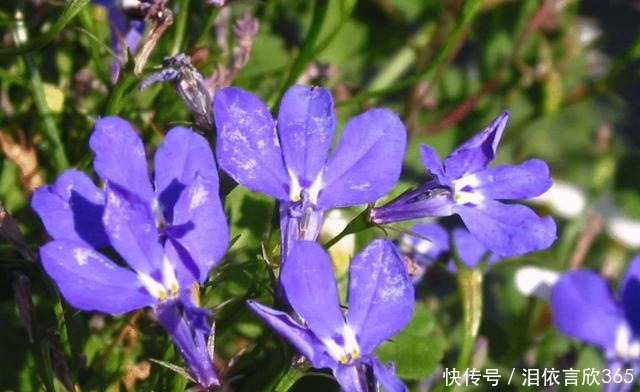 赏花|适合阳台养的3种花,清新优雅更艳丽,比绿萝还好养,四季能赏花