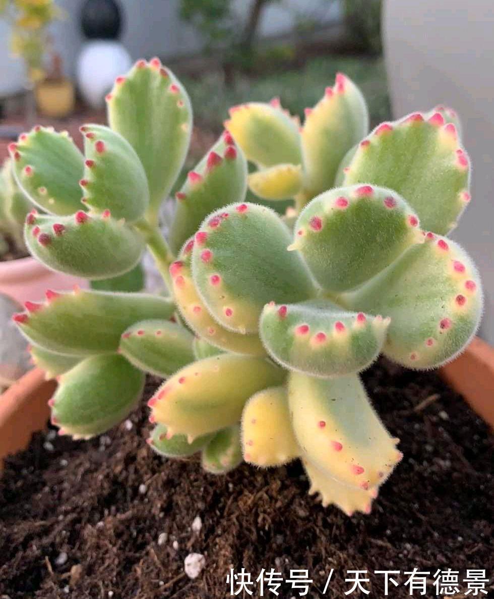 养好熊童子,关键有“2点”,叶子越长越多,又萌又美