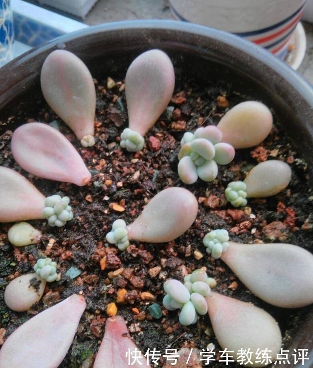 扦插|多肉植物叶片扦插不生根教你1招,生根快,小苗“噌噌”变中苗!