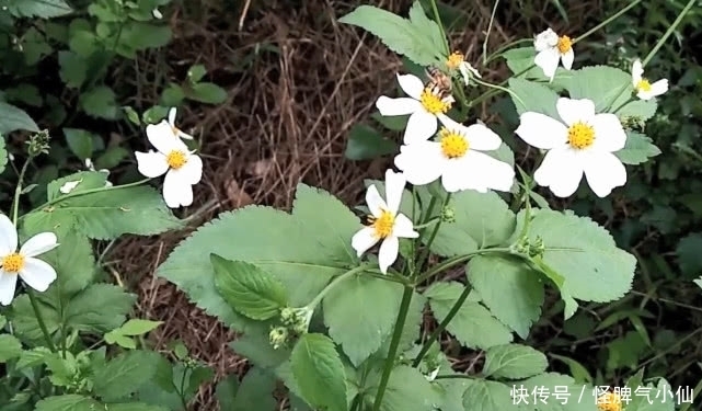 这种被称为“鬼针草”的野草，农民非常讨厌它，不知浑身都是宝