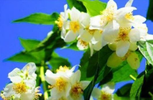 茉莉玫瑰粥|40岁女性可以多吃3种食物,美容养颜、延缓衰老,爱吃就赚了