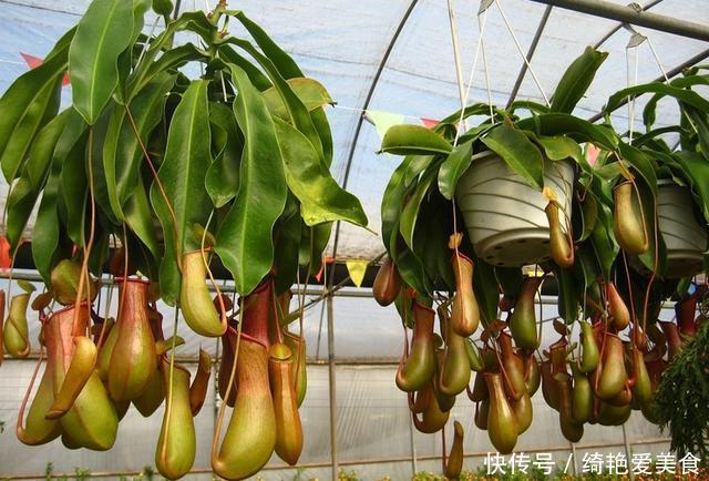 蚊子害怕这“5种花”,夏天养1盆,蚊虫躲的远,安心睡觉