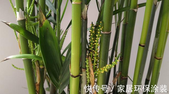 老话|“竹子开花,马上搬家”有啥寓意?不搬家会怎样?3方面带你了解