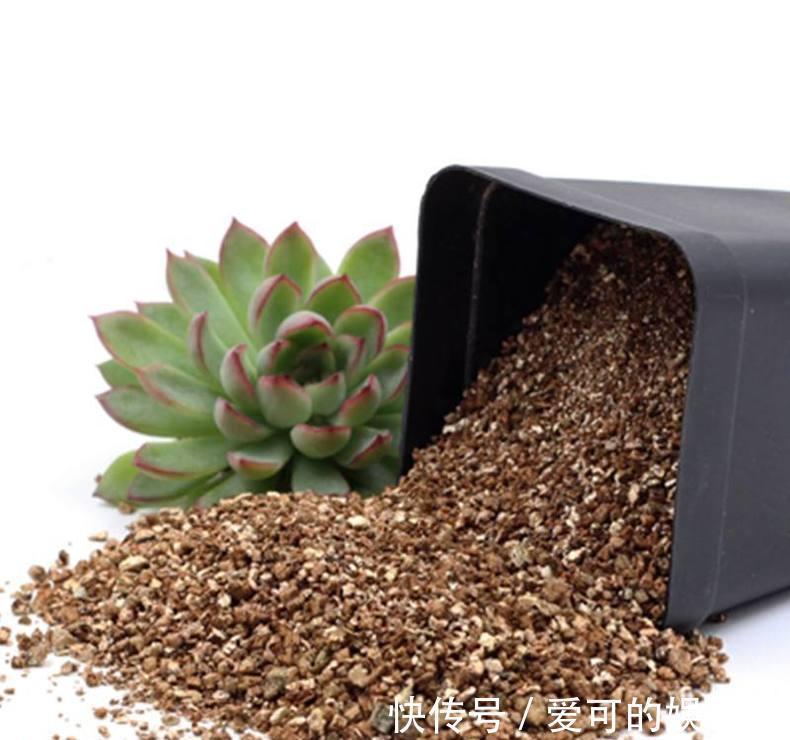 栽种|刚种不久的多肉,是否可以拔出来重新栽种