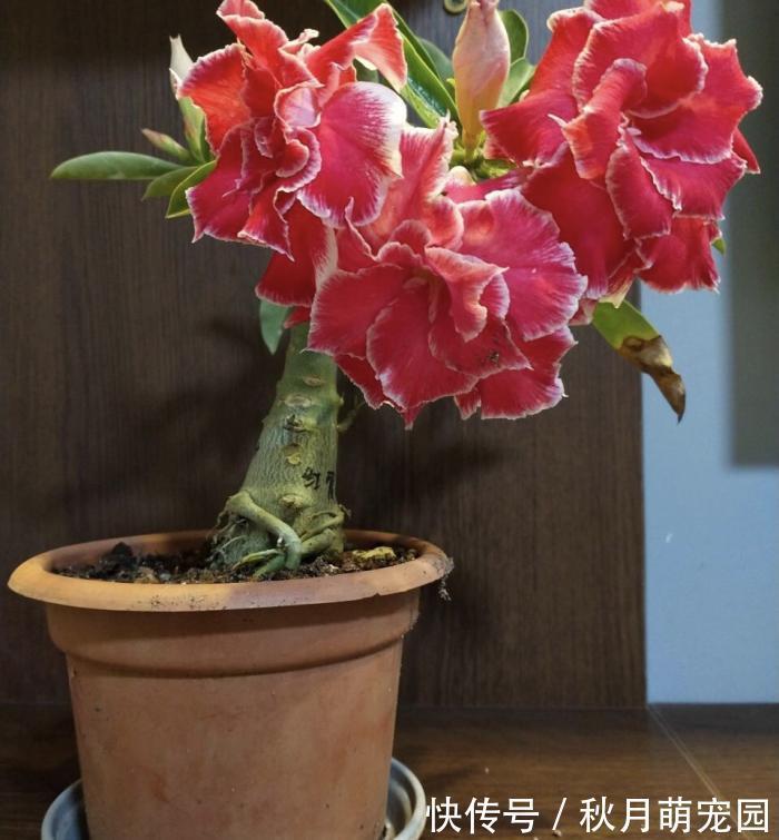 秋天|秋天养“6种花”就不可以多浇水,不然容易黄叶烂根,开花更是难