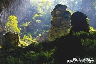 文山州这里有个岩蜂洞，神奇的天然“草药铺”